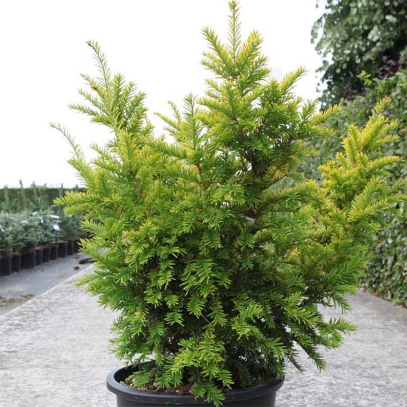 Taxus baccata Semperaurea - Venijnboom (Groeiplaats)