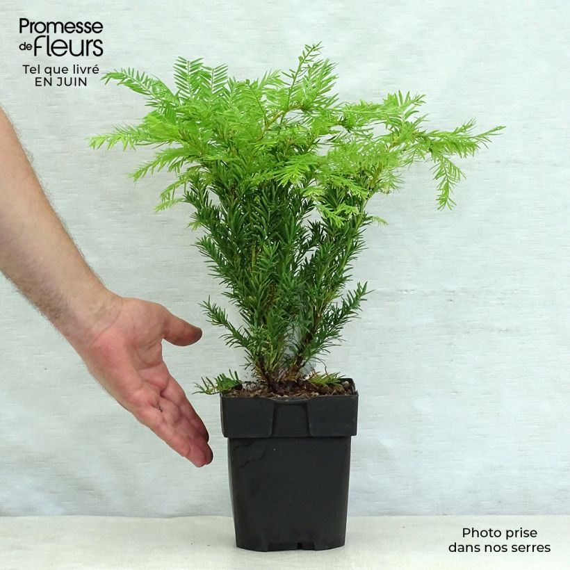 Exemplaar van Taxus baccata Semperaurea - Venijnboom Pot van 2 l/3 l zoals geleverd in de zomer