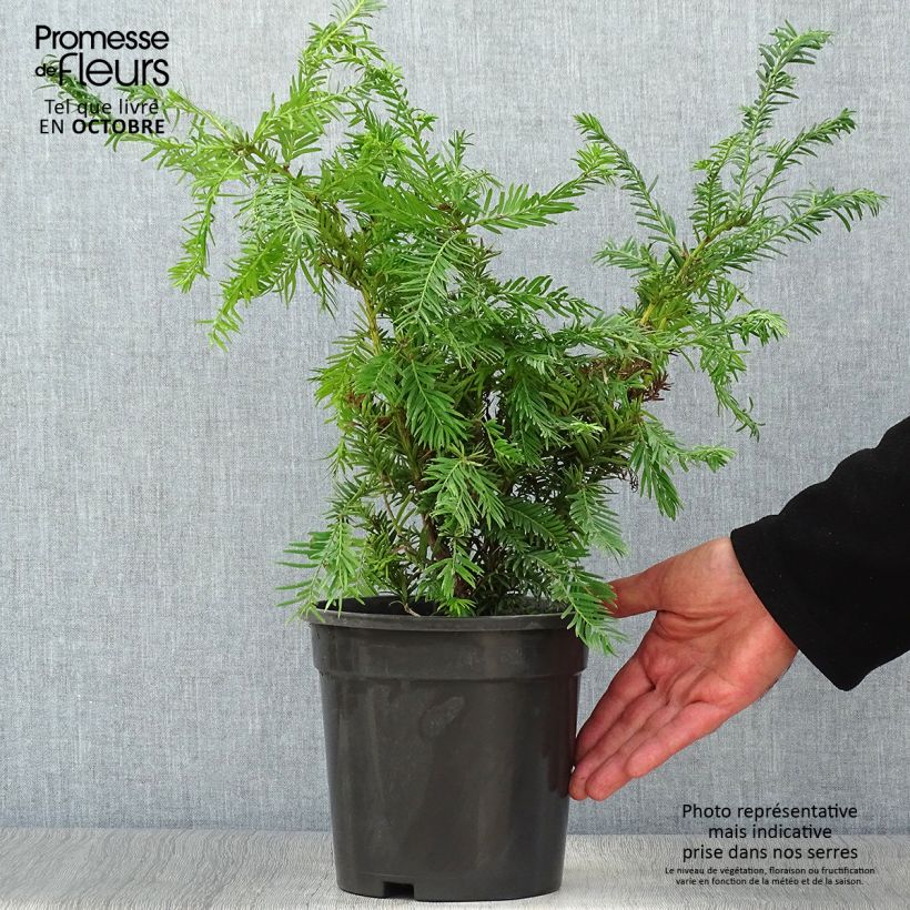 Exemplaar van Taxus baccata Semperaurea - Venijnboom Pot van 2 l/3 l zoals geleverd in de herfst