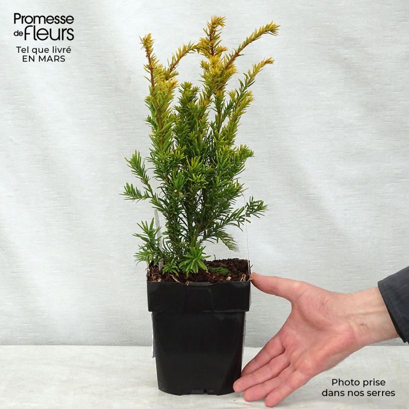 Exemplaar van Taxus baccata Semperaurea - Venijnboom Pot van 2 l/3 l zoals geleverd in de lente
