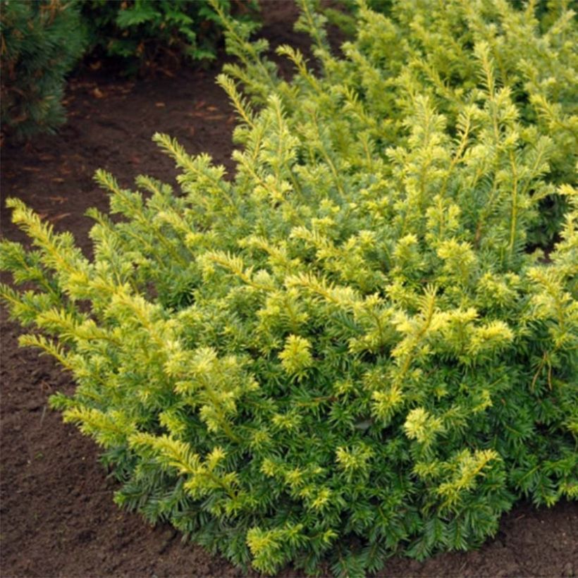 Taxus baccata Summergold - Venijnboom (Foliage)