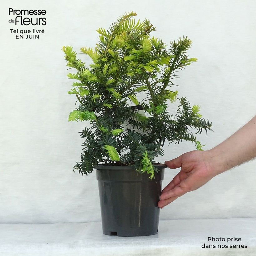 Exemplaar van Taxus baccata Summergold - Venijnboom Pot van 2 l/3 l zoals geleverd in de zomer