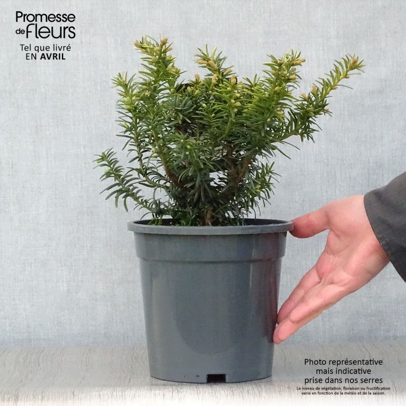 Example of Taxus baccata Summergold - Venijnboom Pot van 2 l/3 l as you get in printemps