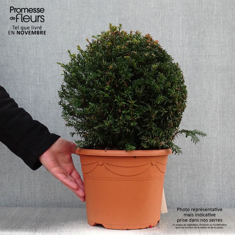 Exemplaar van Taxus baccata - Venijnboom in bolvorm Pot van 7,5 l/10 l, Bolboom zoals geleverd in de herfst