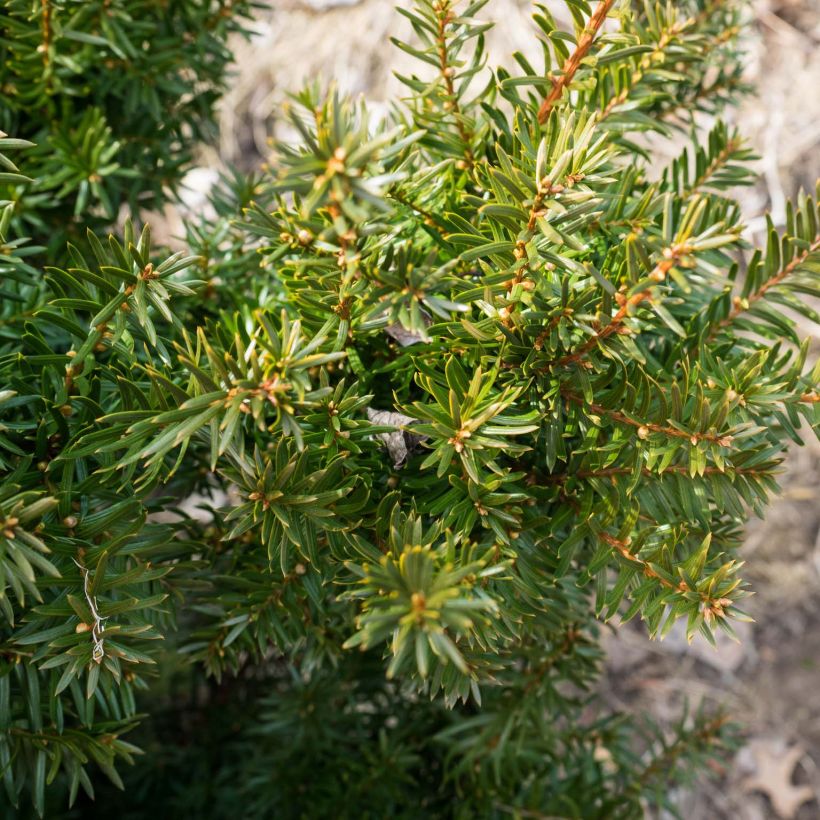 Taxus media Densiformis - Venijnboom (Blad)