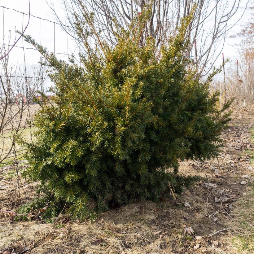 Taxus media Densiformis - Venijnboom (Groeiplaats)