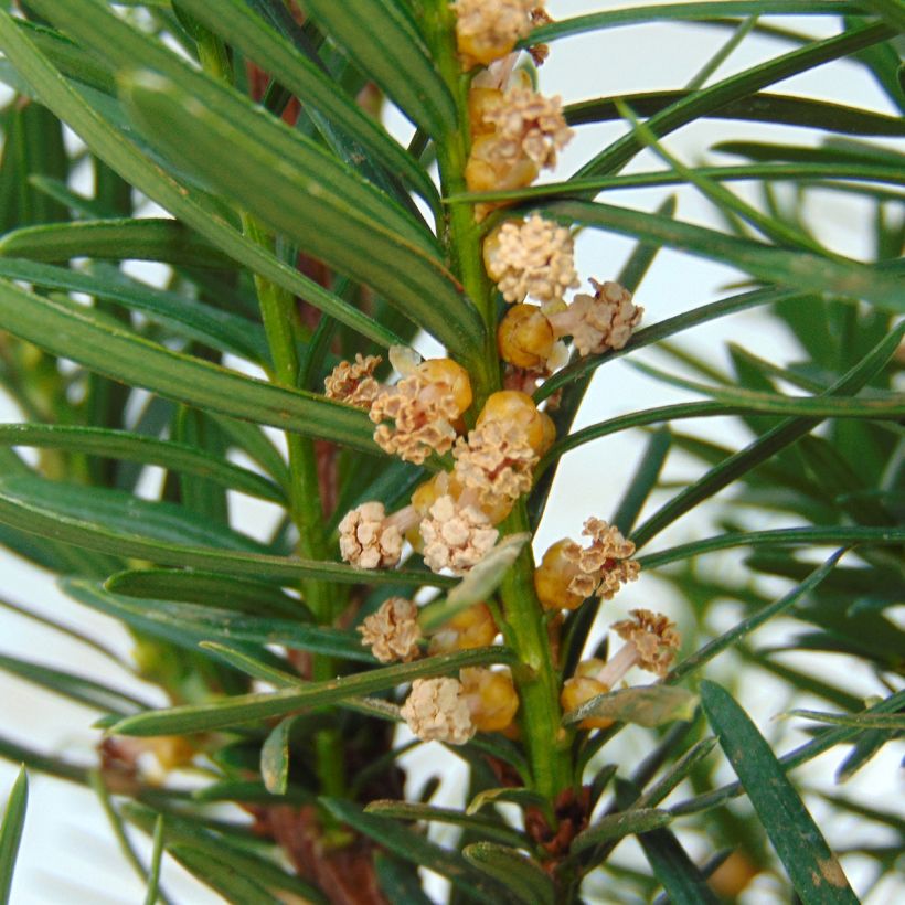 Taxus media Densiformis - Venijnboom (Bloei)