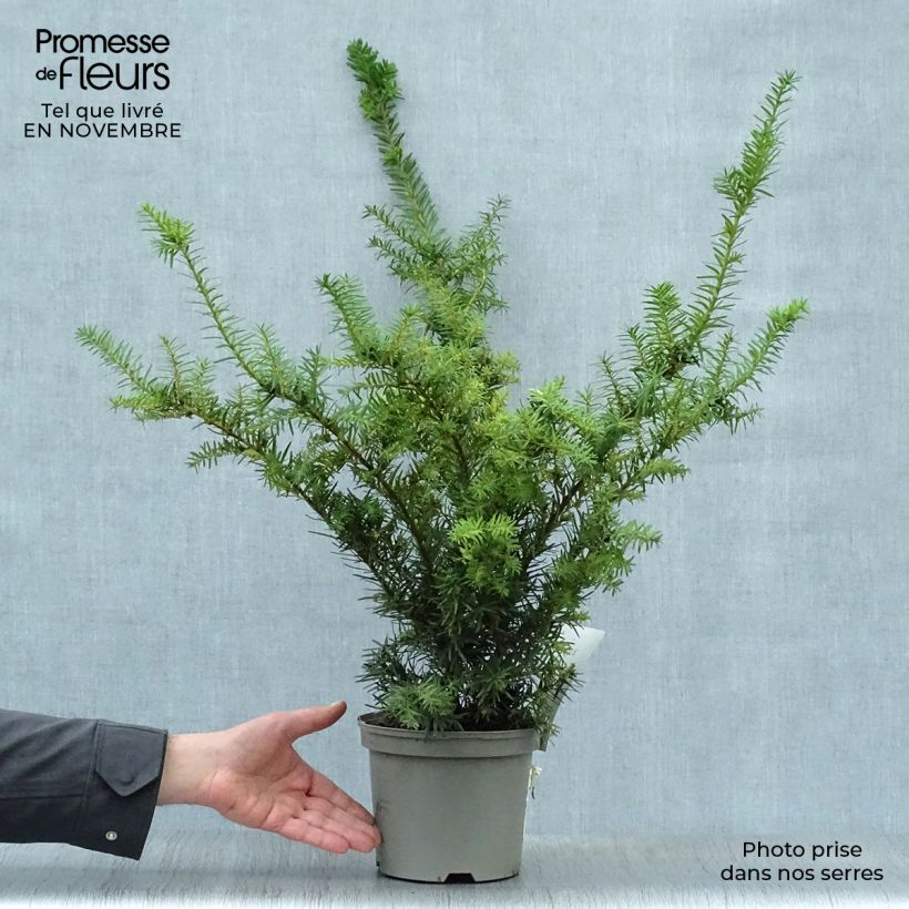 Exemplaar van Taxus media Densiformis - Venijnboom Pot van 2 l/3 l zoals geleverd in de herfst