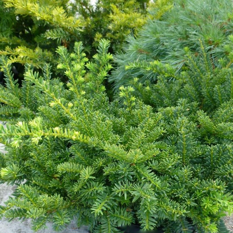 Taxus media Emerald Spreader - Venijnboom (Plant habit)