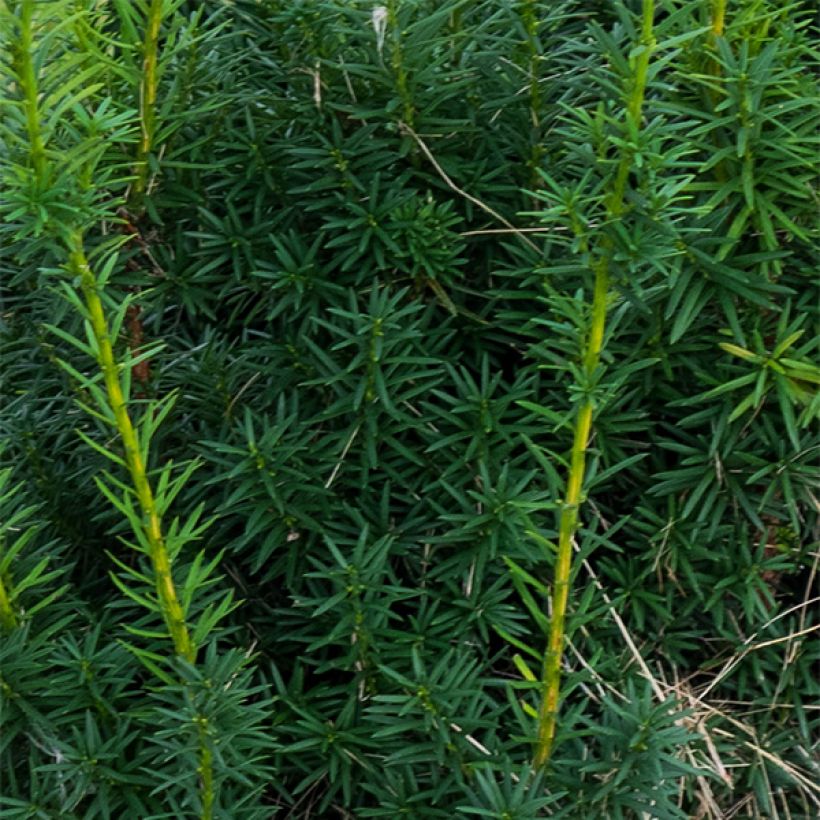 Taxus media Hicksii - Venijnboom (Blad)
