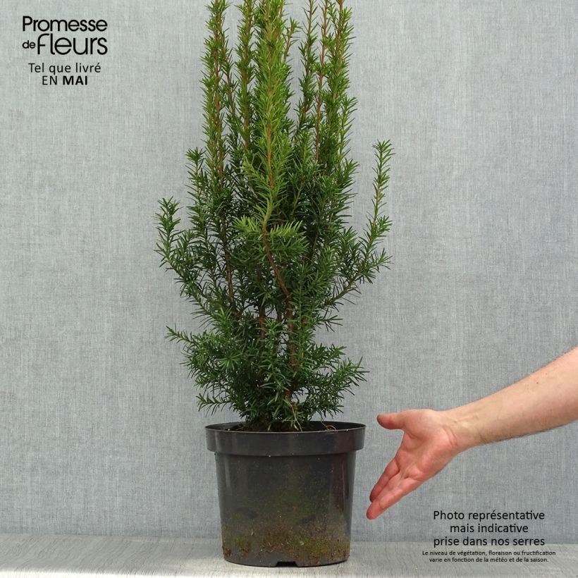 Exemplaar van Taxus media Hicksii - Venijnboom Pot van 7,5 l/10 l zoals geleverd in de lente