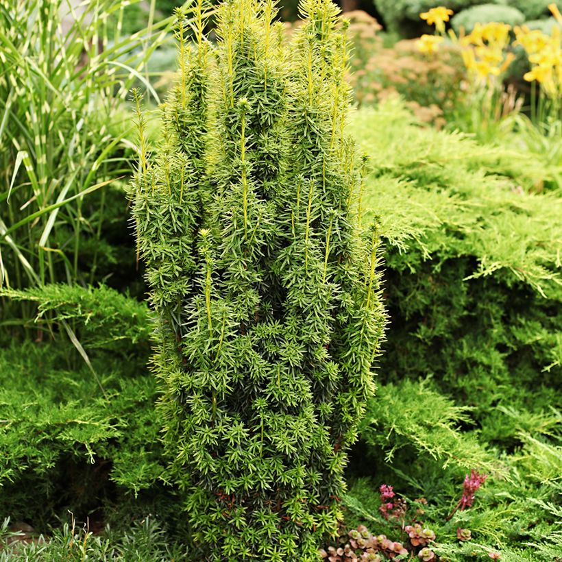 Taxus baccata - Venijnboom (Groeiplaats)