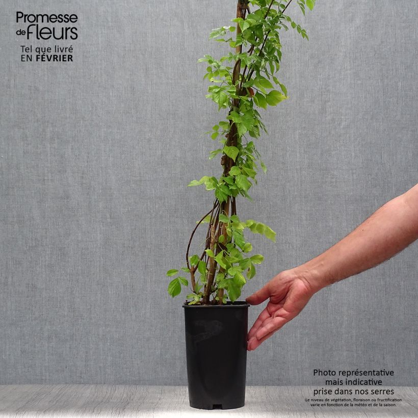 Exemplaar van Tecoma capensis - Kaapse kamperfoelie Pot van 2 l/3 l zoals geleverd in de herfst