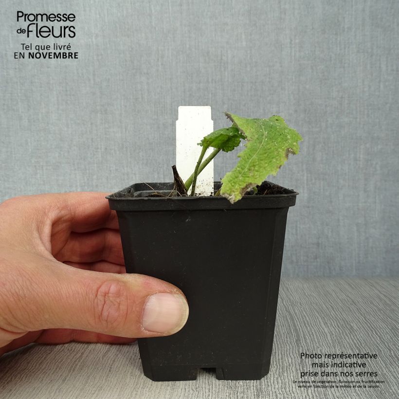 Exemplaar van Telekia speciosa - Koeienoog Kweekpotje van 8/9 cm zoals geleverd in de herfst