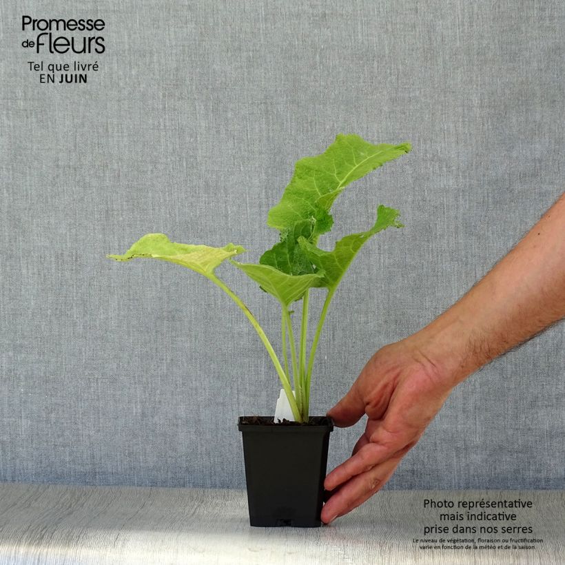 Exemplaar van Telekia speciosa - Koeienoog Kweekpotje van 8/9 cm zoals geleverd in de zomer