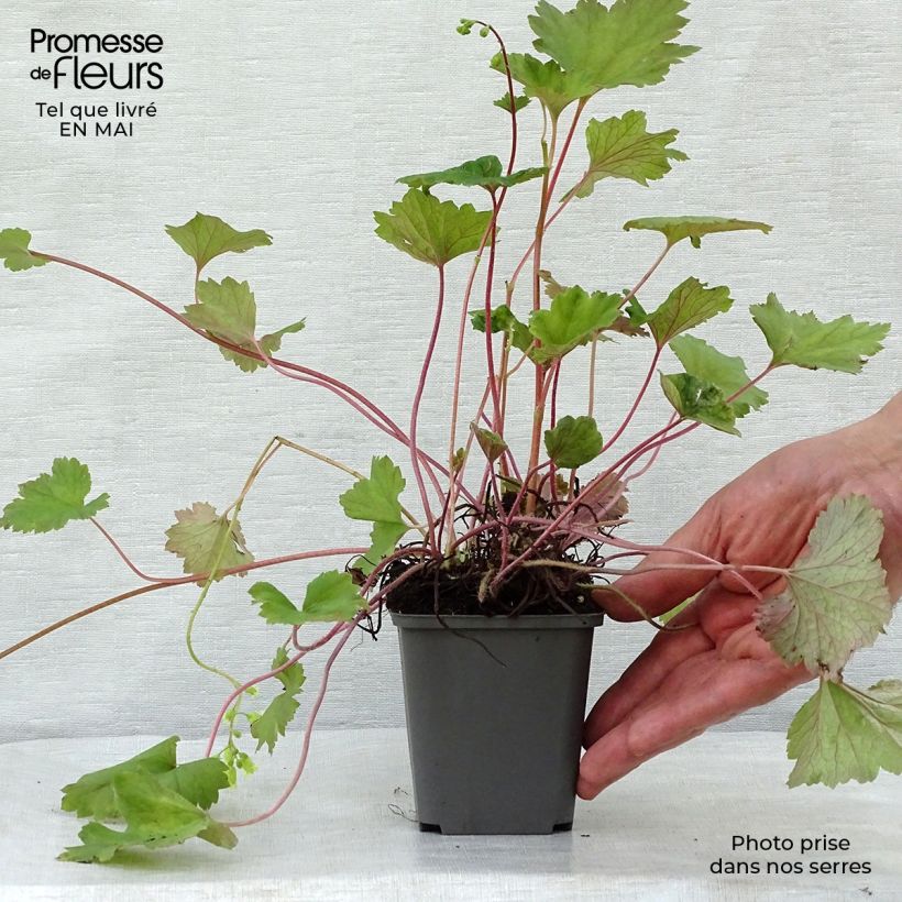 Exemplaar van Tellima grandiflora Rubra - Franjekelk Kweekpotje van 8/9 cm zoals geleverd in de lente