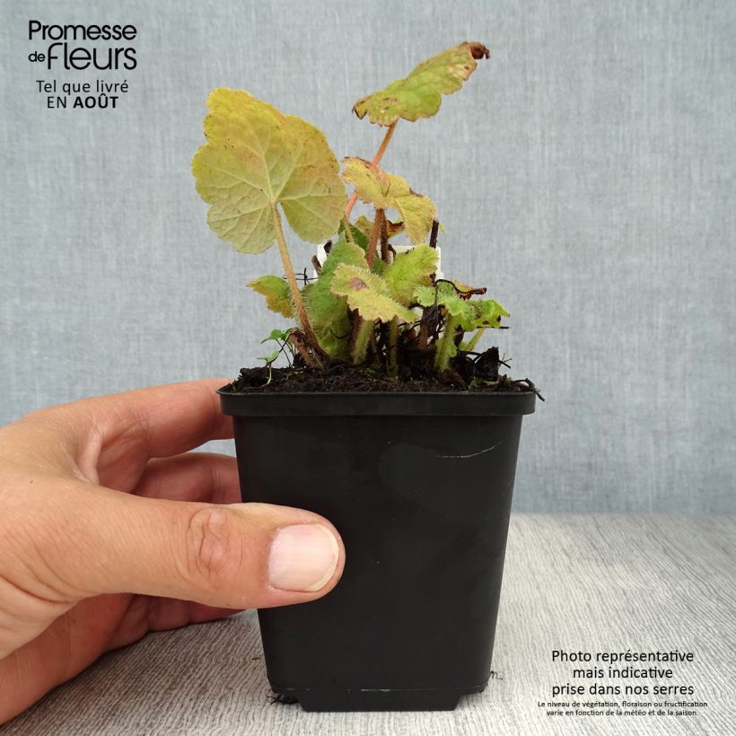 Exemplaar van Tellima grandiflora - Franjekelk Kweekpotje van 8/9 cm zoals geleverd in de zomer