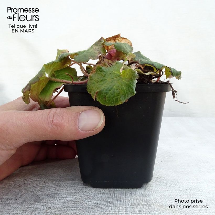 Exemplaar van Tellima grandiflora - Franjekelk Kweekpotje van 8/9 cm zoals geleverd in de lente