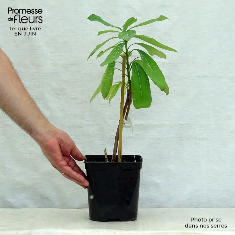 Exemplaar van Telopea Emperors Torch - Waratah Pot van 2 l/3 l zoals geleverd in de zomer