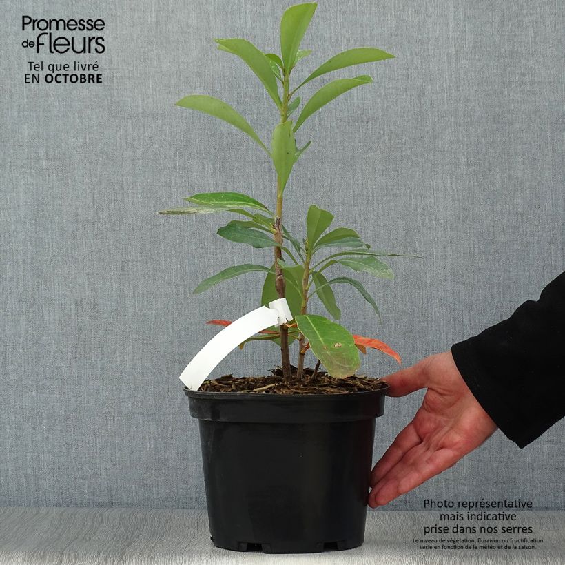 Exemplaar van Telopea Emperors Torch - Waratah Pot van 2 l/3 l zoals geleverd in de herfst
