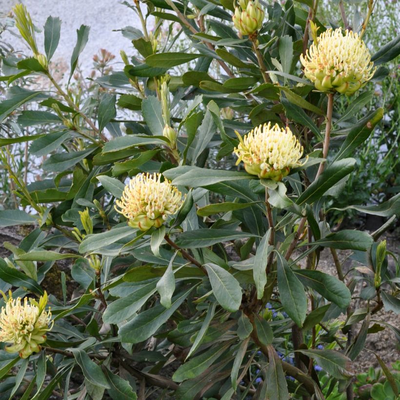 Telopea Shady Lady Yellow - Waratah (Groeiplaats)