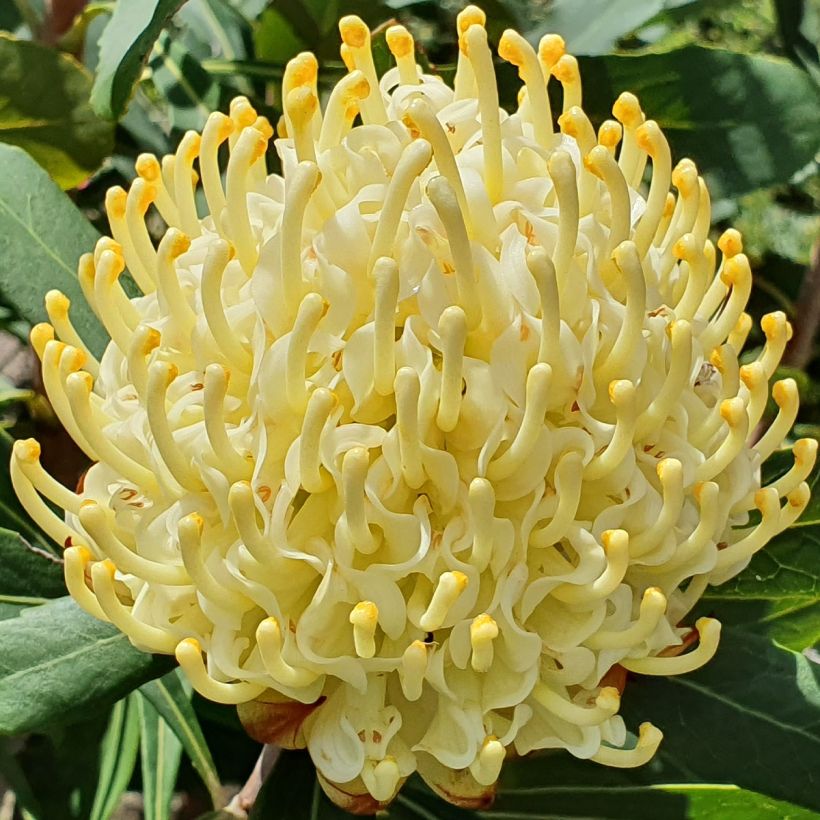 Telopea Shady Lady Yellow - Waratah (Bloei)