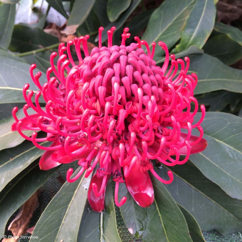 Telopea speciosissima - Waratah (Bloei)