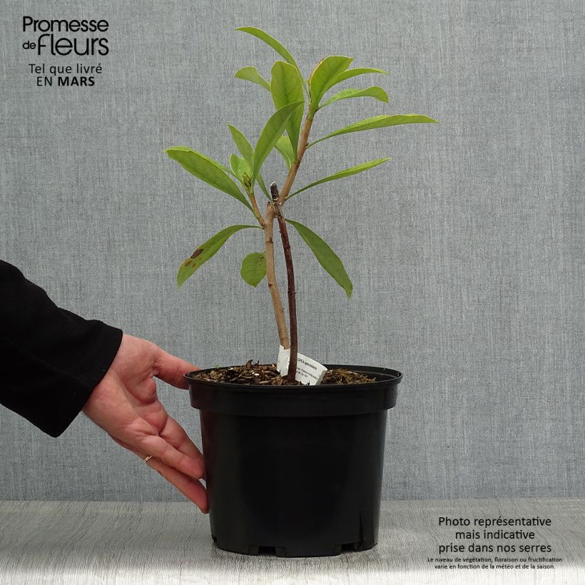Exemplaar van Telopea speciosissima - Waratah Pot van 4 l/5 l zoals geleverd in de lente