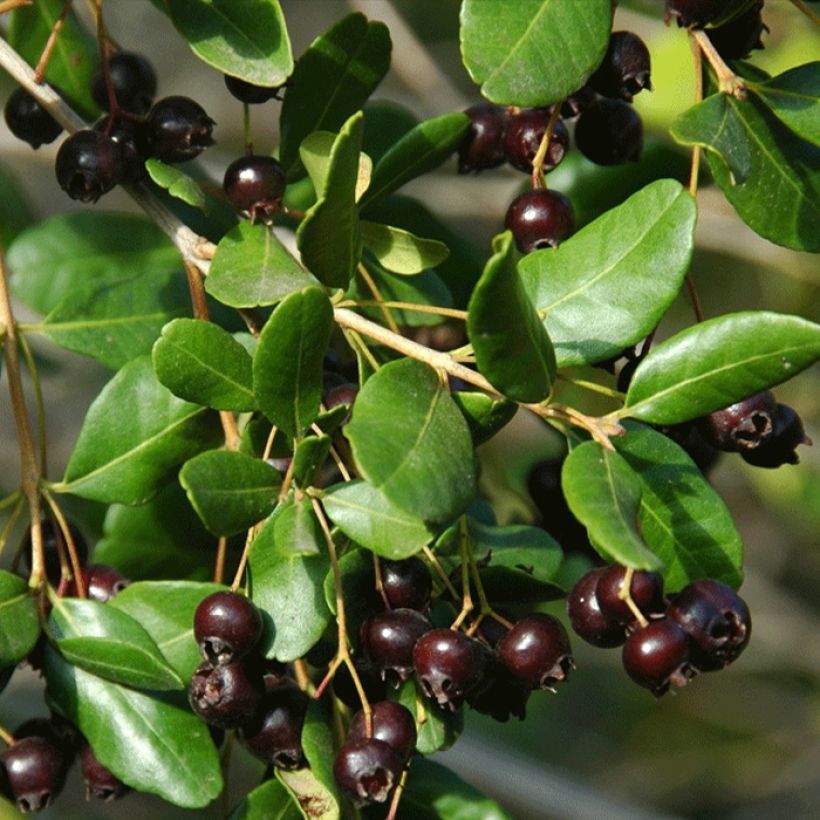 Temu divaricatum Heaven Scent - Blepharrocalix cruckshanksii (Oogst)