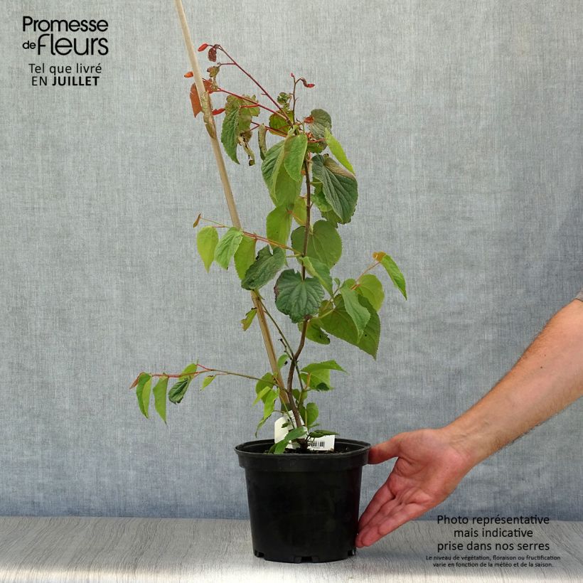 Exemplaar van Tetracentron sinense - Sporenboom Pot van 2 l/3 l zoals geleverd in de zomer