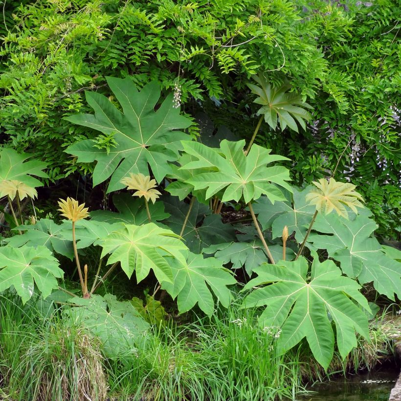 Tetrapanax papyrifera Rex - Rijstpapierplant (Groeiplaats)