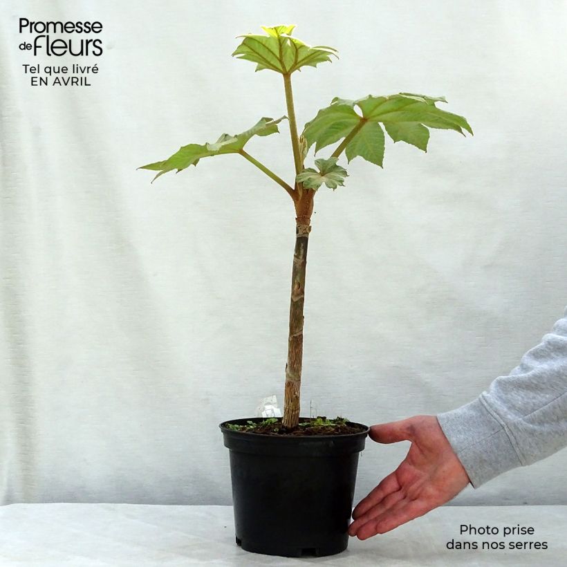 Exemplaar van Tetrapanax papyrifera Rex - Rijstpapierplant Pot van 3 l/4 l zoals geleverd in de lente