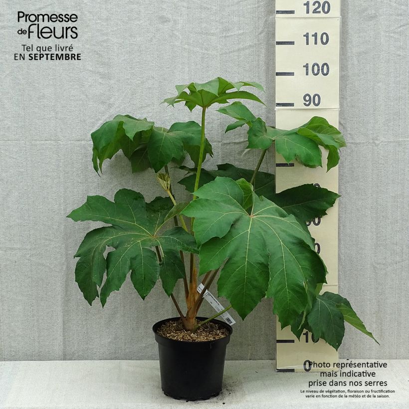 Exemplaar van Tetrapanax papyrifera Rex - Rijstpapierplant Pot van 6 l/7 l zoals geleverd in de zomer