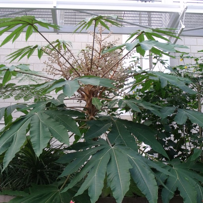 Tetrapanax papyrifera Rex - Rijstpapierplant (Blad)
