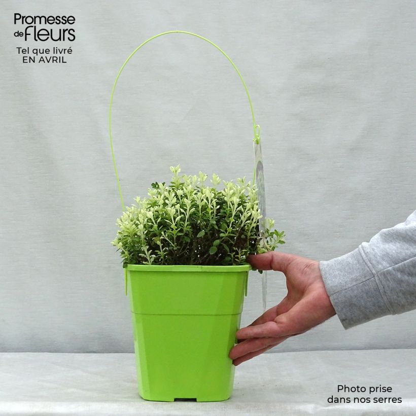 Example of Teucrium lucidrys Lucky Gold - Gamander Pot van 4 l/5 l as you get in printemps