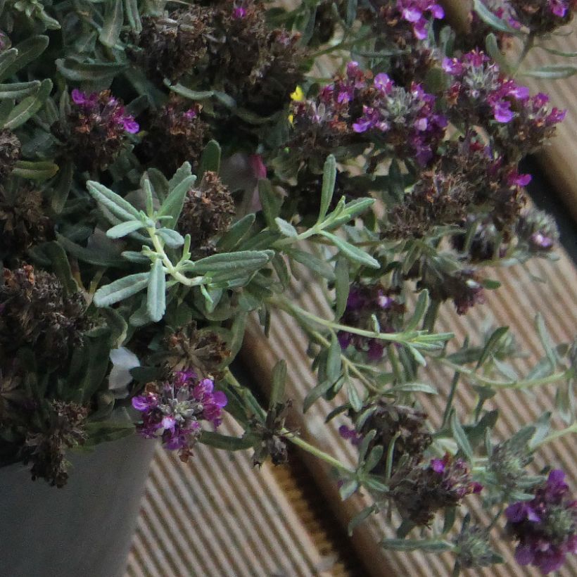 Teucrium ackermanii - Gamander (Blad)