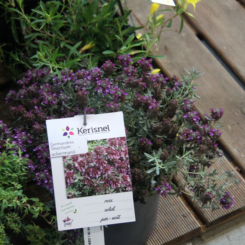 Teucrium ackermanii - Gamander (Groeiplaats)