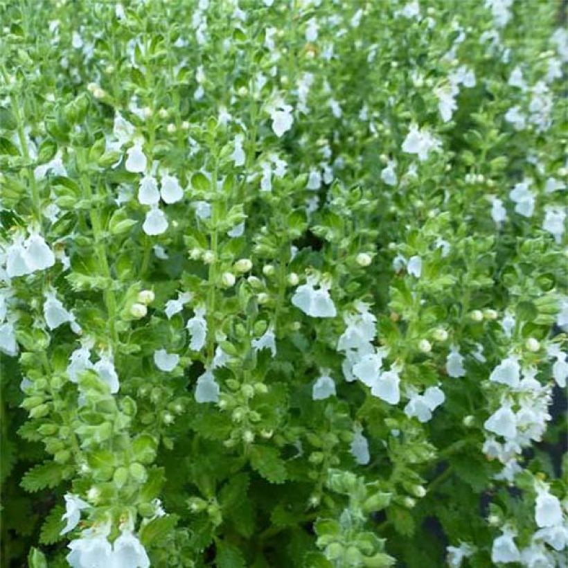 Teucrium chamaedrys Alba - Echte gamander (Blad)