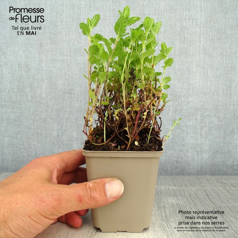Exemplaar van Teucrium chamaedrys Wild Form - Echte gamander Kweekpotje van 8/9 cm zoals geleverd in de lente