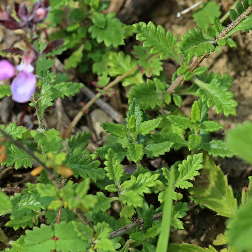 Teucrium chamaedrys Wild Form - Echte gamander (Blad)
