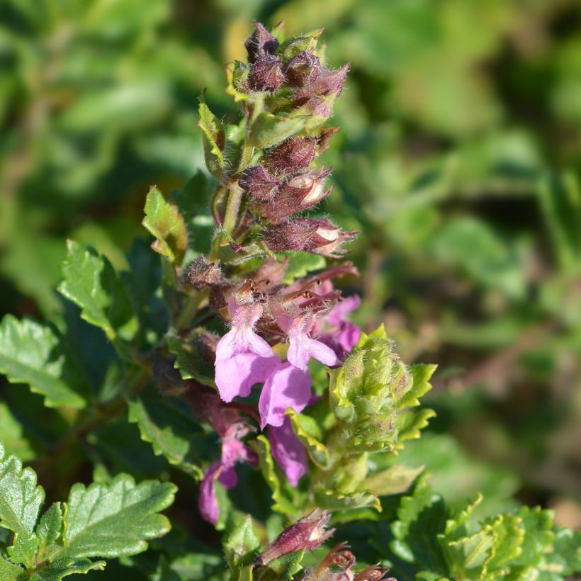 Teucrium chamaedrys Wild Form - Echte gamander (Bloei)