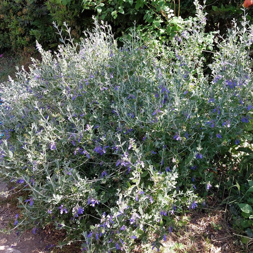 Teucrium fruticans Azureum - Gamander (Plant habit)