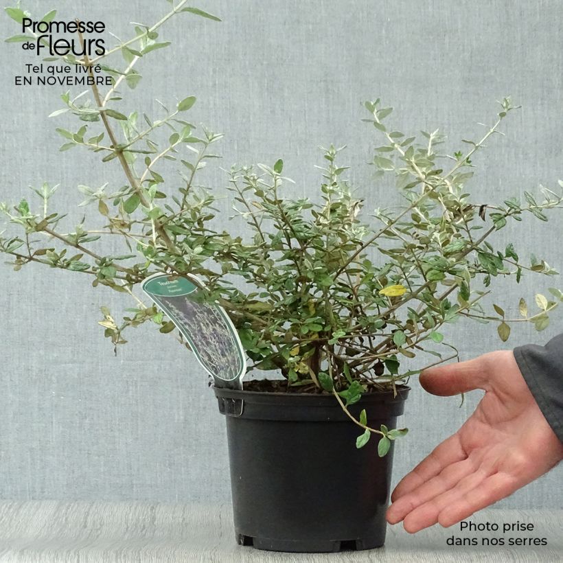 Exemplaar van Teucrium fruticans Azureum - Gamander Pot van 2 l/3 l zoals geleverd in de herfst
