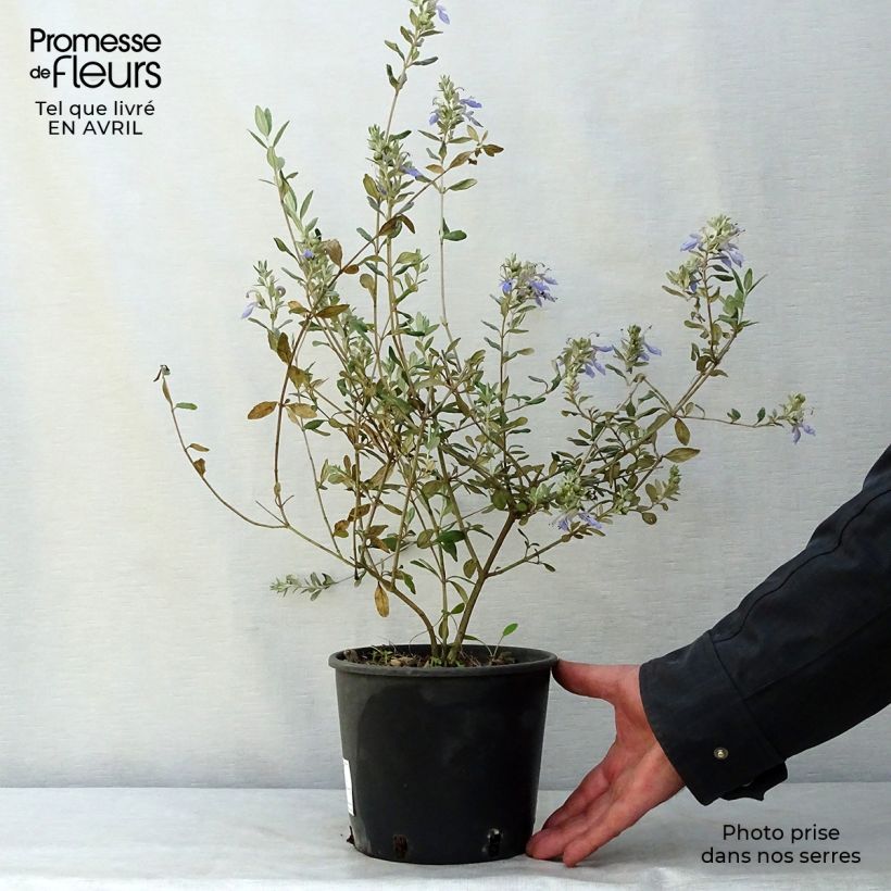 Example of Teucrium fruticans Azureum - Gamander Pot van 2 l/3 l as you get in printemps