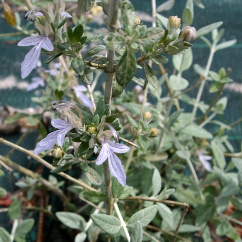 Teucrium fruticans - Struikgamander (Blad)