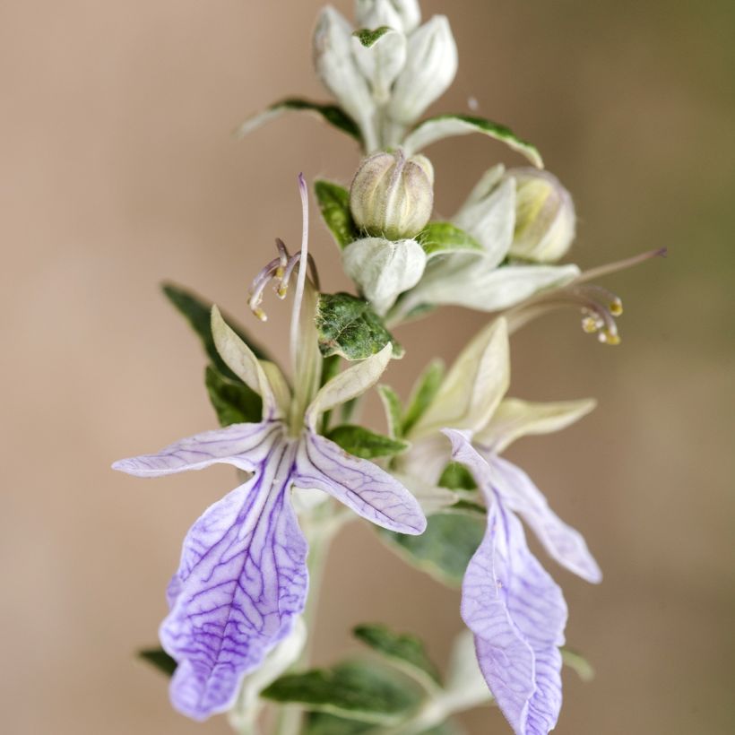 Teucrium fruticans - Struikgamander (Bloei)