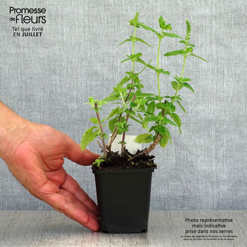 Exemplaar van Teucrium hircanicum - Gamander Kweekpotje van 8/9 cm zoals geleverd in de zomer