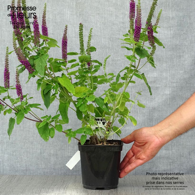 Exemplaar van Teucrium hircanicum Paradise Delight - Gamander Pot van 2 l/3 l zoals geleverd in de zomer