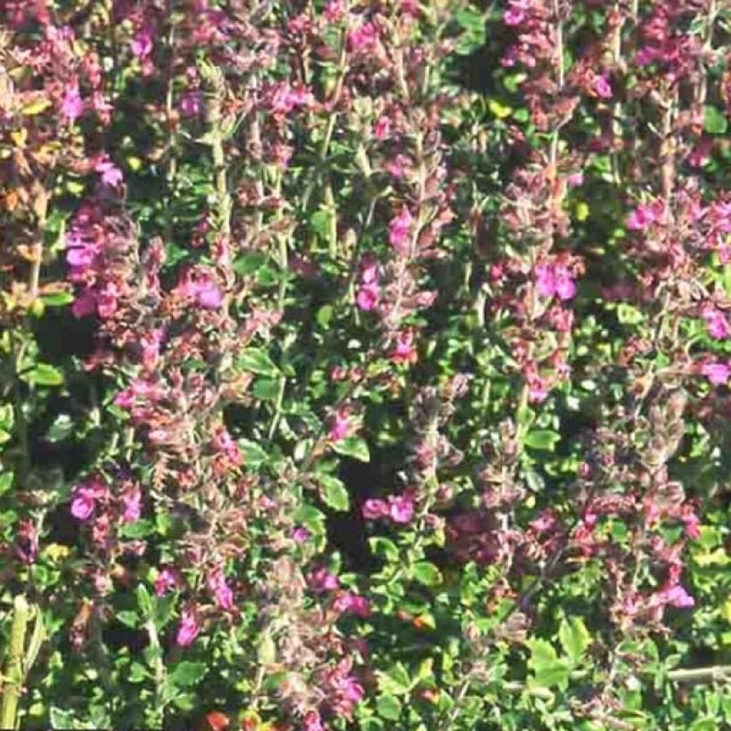 Teucrium lucidrys - Gamander (Bloei)