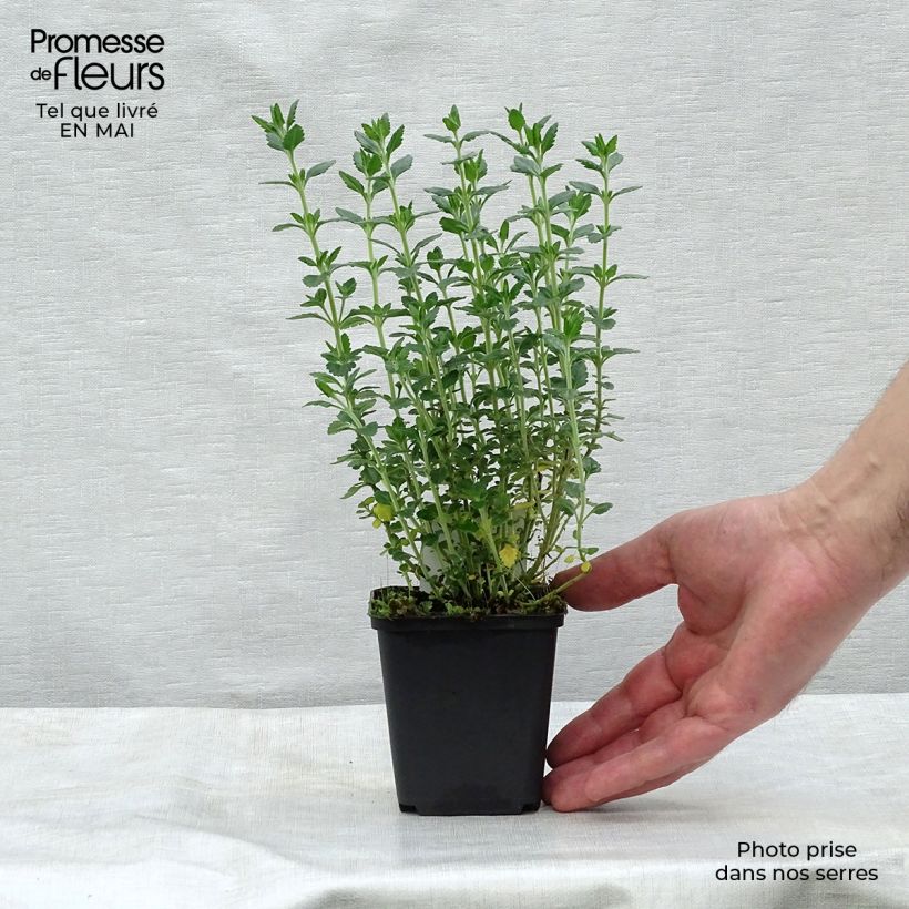 Exemplaar van Teucrium lucidrys - Gamander Kweekpotje van 8/9 cm zoals geleverd in de lente